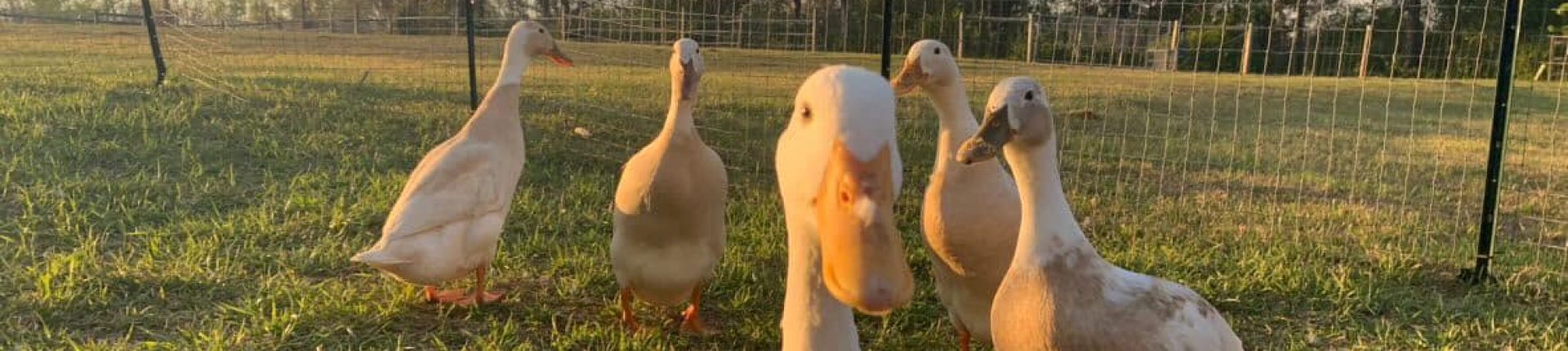 Cover image for public collection