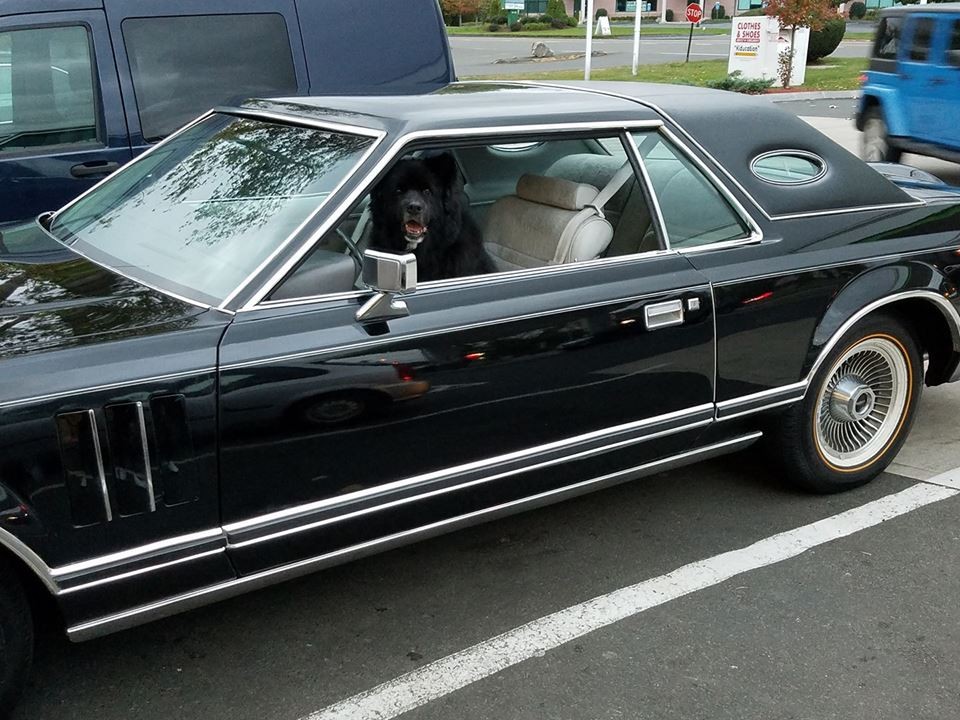 Cover image for public collection