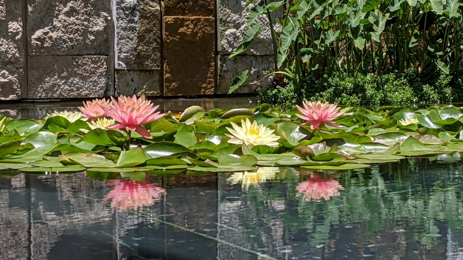 Cover image for public collection