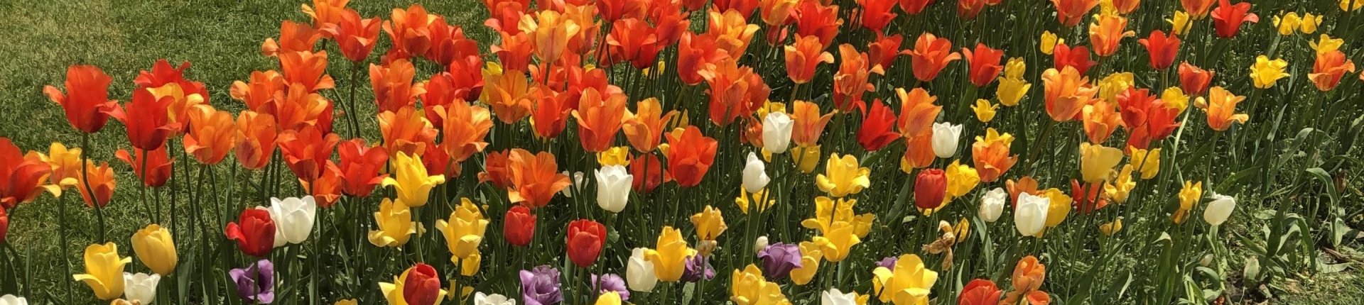 Cover image for public collection